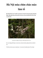 Hà Nội mùa chim chào mào làm tổ potx