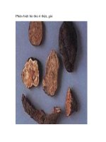 Phân biệt hà thủ ô thật, giả pptx