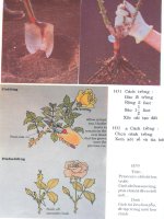 Kỹ thuật trồng và ghép hoa hồng part 2 doc