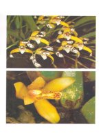 Kỹ thuật nuôi trồng cấy Lan part 7 pps