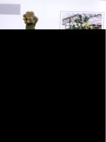 Kỹ thuật trồng và kinh doanh kiểng part 1 ppsx