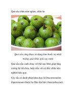 Quả sấu chữa nôn nghén, chữa ho ppsx