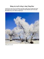 Hàng cây tuyết trắng ở sông Tùng Hoa potx