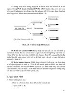 Giáo trình DNA tái tổ hợp part 4 pps