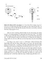 Giáo trình DNA tái tổ hợp part 6 pps