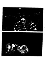 Kỹ thuật nuôi trồng cấy Lan part 10 pdf