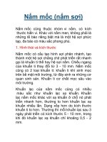 Nấm mốc (nấm sợi) pptx