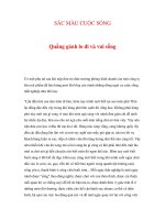 SẮC MÀU CUỘC SỐNG - Quẳng gánh lo đi và vui sống potx