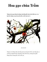 Hoa gạo chùa Trầm doc