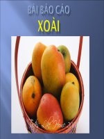 Tiểu luận bài báo cáo XOÀI