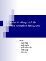 Vai trò của vi sinh vật trong chu trình nitơ ppt