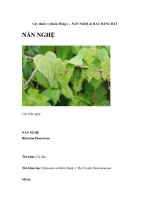 Cây thuốc vị thuốc Đông y – NẦN NGHỆ & RAU ĐẮNG ĐẤT pdf
