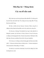 Môn Bạc hà = Mùng thơm Cây rau để nấu canh pot