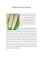 Hướng dẫn kỹ thuật trồng bắp pdf