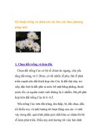 Kỹ thuật trồng và chăm sóc cây hoa cúc theo phương pháp mới ppsx