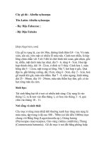 Cây gõ đỏ - Afzelia xylocarpa pps