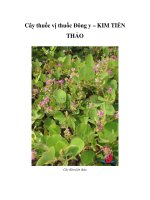 Cây thuốc vị thuốc Đông y – KIM TIỀN THẢO doc