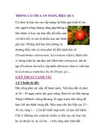 TRỒNG CÀ CHUA AN TOÀN, HIỆU QUẢ pps