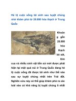 Hé lộ cuộc sống tái sinh sau tuyệt chủng nhờ khám phá từ 20.000 hóa thạch ở Trung Quốcg doc