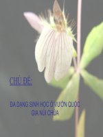CHỦ ĐỀ: ĐA DẠNG SINH HỌC Ở VƯỜN QUỐC GIA NÚI CHÚA pdf