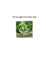 Vài suy nghĩ về cây lược vàng pdf