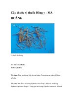 Cây thuốc vị thuốc Đông y - MA HOÀNG pps