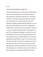 CẮT MẮT CHO TÔM SÚ SINH SẢN pptx