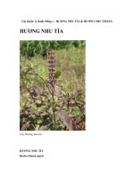 Cây thuốc vị thuốc Đông y - HƯƠNG NHU TÍA & HƯƠNG NHU TRẮNG ppt