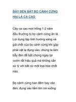 BẪY ĐÈN BẮT BỌ CÁNH CỨNG HẠI LÁ CA CAO potx