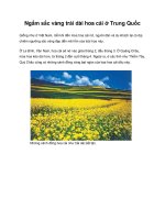 Ngắm sắc vàng trải dài hoa cải ở Trung Quốc ppsx