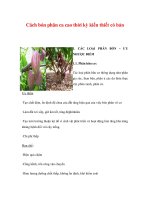 Cách bón phân ca cao thời kỳ kiến thiết có bản pdf