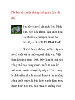 Cây bèo tây, một kháng sinh giảm đau rất quý ppt