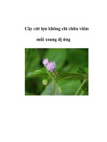 Cây cứt lợn không chỉ chữa viêm mũi xoang dị ứng pptx