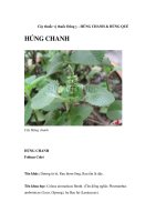 Cây thuốc vị thuốc Đông y - HÚNG CHANH & HÚNG QUẾ pptx