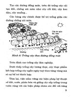 Kỹ Thuật Trồng Cây Ăn Quả Hiệu Quả Cao (Tập 1) - Nguyễn Đình Thiêm phần 2 pps