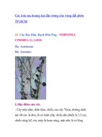 Các loài rau hoang dại đặc trưng cho vùng đất phèn TP.HCM - phần 2 pptx