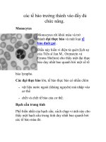 các tế bào trưởng thành vào đầy đủ chức năng. ppsx