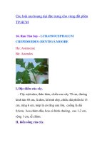 Các loài rau hoang dại đặc trưng cho vùng đất phèn TP.HCM - phần 3 ppt