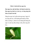 Chữa vô sinh nhờ hoa ngọc lan pot