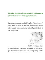 Đặc điểm hình thái, cấu trúc bộ gen và triệu chứng biểu pps