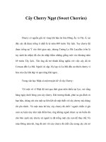 Cây Cherry Ngọt (Sweet Cherries) pptx