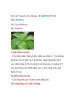 Các loài rau hoang dại đặc trưng cho vùng đất phèn TP.HCM - phần 8 pot