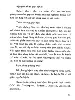 Kỹ Thuật Trồng Điều Năng Suất Cao - Lê Văn Thứng phần 9 docx