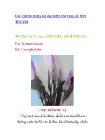 Các loài rau hoang dại đặc trưng cho vùng đất phèn TP.HCM - phần 9 ppt