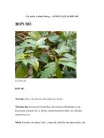 Cây thuốc vị thuốc Đông y – ĐƯƠNG QUY & ĐƠN ĐỎ pot