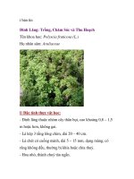 Đinh Lăng: Trồng, Chăm Sóc và Thu Hoạch pot