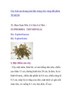 Các loài rau hoang dại đặc trưng cho vùng đất phèn TP.HCM - phần 7 ppsx