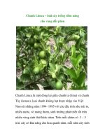 Chanh Limca – loài cây trồng tiềm năng cho vùng đất phèn ppt