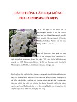 CÁCH TRỒNG CÁC LOẠI GIỐNG PHALAENOPSIS (HỒ ĐIỆP) docx