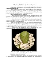 công dụng chữa bệnh tuyệt vời của mãng cầu